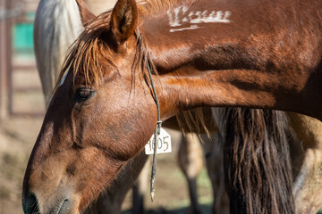 Up close wild horse portrait with brand