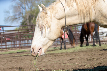White wild horse portrait in pen