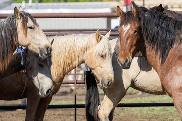 Wild horse in holding