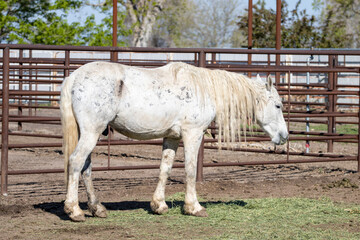 white wild horse in holding