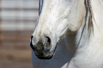White Wild Mustang Nose
