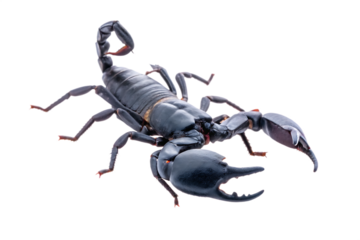 scorpion isolated on white background, png, ai generated.
