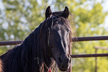portrait of a black horse