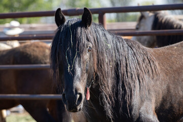 Portrait of wild horse in holding
