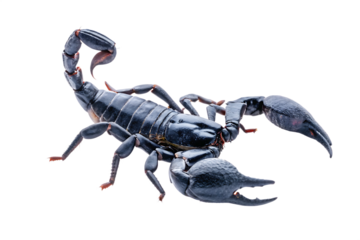 scorpion isolated on white background, png, ai generated.