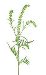 Fresh ragweed plant in allergy season isolated on a white background. Common allergen. Ambrosia artemisiifolia.