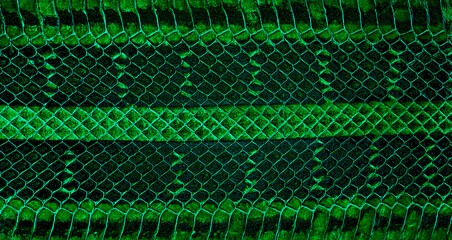 Green python leather, skin texture for background. Natural reptile leather.