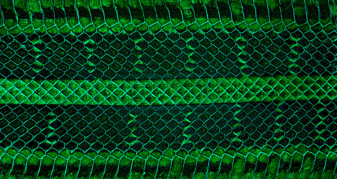 Green python leather, skin texture for background. Natural reptile leather.