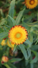 Yellow paper daisy flower in the garden