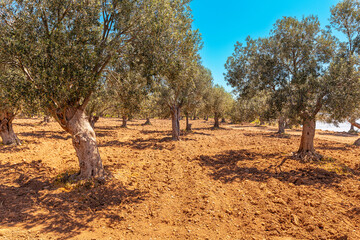 Olive trees growing in a plowed field with red soil, creating a picturesque agricultural landscape