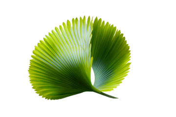 Curved Palm Leaf Segment with Subtle Lighting and Soft Edges, Angled View, Transparent PNG.
