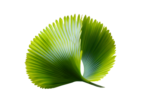 Curved Palm Leaf Segment with Subtle Lighting and Soft Edges, Angled View, Transparent PNG.