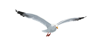 Naklejka premium seagull on white background