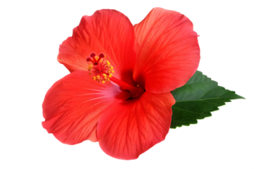 bright red hibiscus flower isolated on white background, png, ai generated.