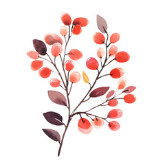 My Watercolor hand-painted Barberry branches  painting illustration isolated on a white background, vector illustration, AI painting design, EPS format design. vector