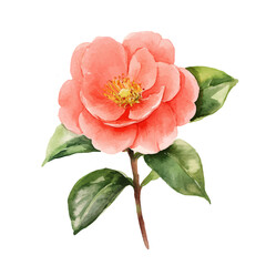 My Watercolor hand-painted Camellia painting illustration isolated on a white background, vector illustration, AI painting design, EPS format design. vector