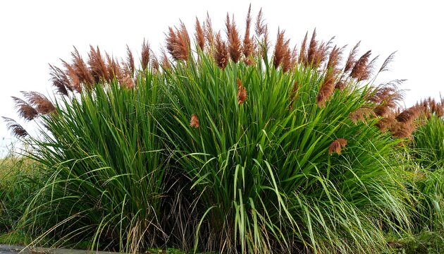 Lush grass with brown seed heads