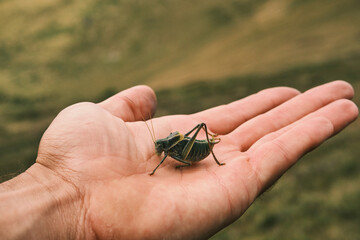 Close-up of a katydid resting gently on an outstretched hand.  A detailed image showcasing the...