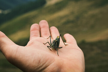 Close-up of a grasshopper resting on a person's hand against a blurred natural background.  Perfect...