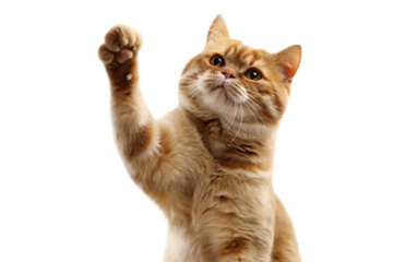 playful cat raising paw png image isolated on white background, png, ai generated.