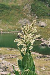 Stunning alpine flower in full bloom, set against the backdrop of a serene mountain lake.  Perfect...