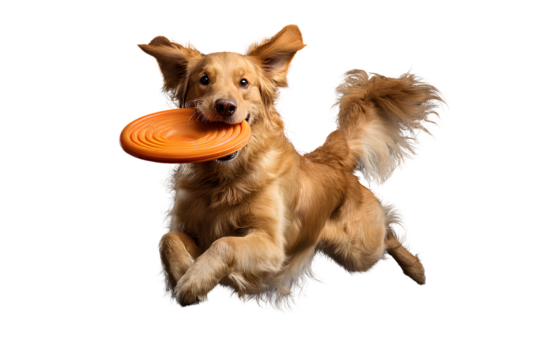 Golden Retriever Jumping Mid-Air with Orange Frisbee in Mouth, Action Pose, Transparent PNG.
