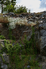 Wildflowers and Ivy on Rocky Cliff in Sweden