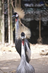 Grey crowned crane or gray crowned crane (Balearica regulorum).  African bird with crown of stiff golden feathers. These cranes are omnivores.
