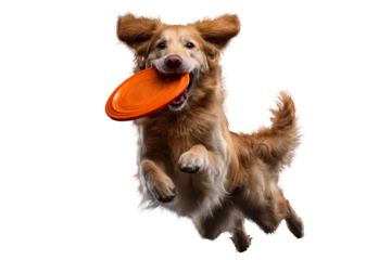 Golden Retriever Jumping Mid-Air with Orange Frisbee in Mouth, Action Pose, Transparent PNG..