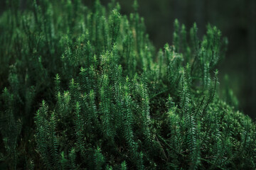 Lush green moss carpet. Close-up texture of vibrant evergreen plants. Perfect for nature,...