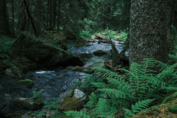 Serene forest stream flows through lush greenery and moss-covered rocks. Tranquil nature scene...