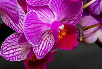 Close up of the purple moon orchid flower called because when it flowers it is shaped like a moon, pink moon orchids (phalaenopsis amabilis) in bloom.