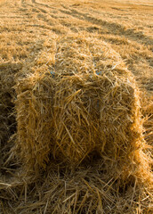 A pile of hay