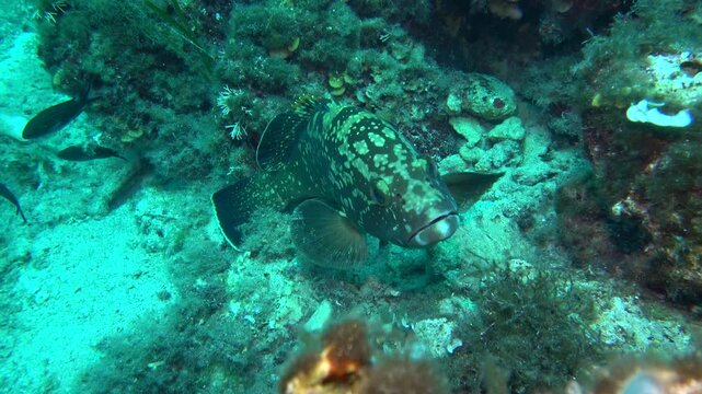 mero en el mar balear