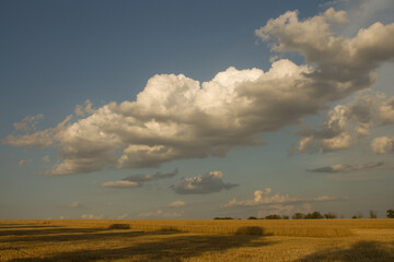 A field of yellow grass and blue sky with clouds