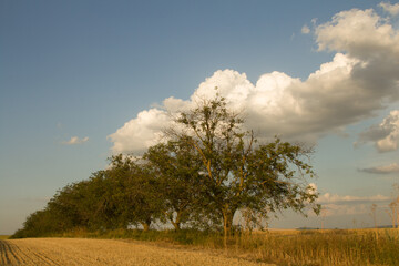 A tree in a field