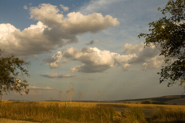 Fototapeta premium A field of grass and trees