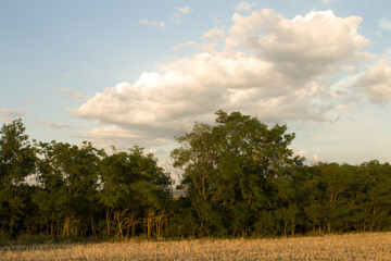 A field with trees and blue sky