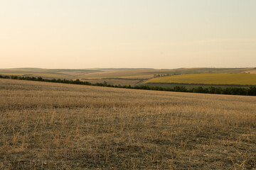Obraz premium A field of grass