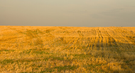 A field of yellow grass
