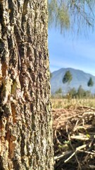 pine tree trunks with volcanic mountains in the background