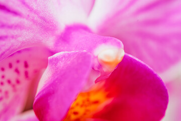 Close up of the purple moon orchid flower called because when it flowers it is shaped like a moon, pink moon orchids (phalaenopsis amabilis) in bloom.