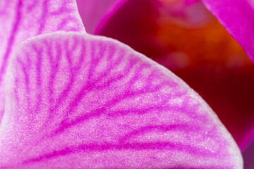 Close up of the purple moon orchid flower called because when it flowers it is shaped like a moon, pink moon orchids (phalaenopsis amabilis) in bloom.