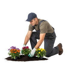 A School Groundskeepr Kneeling to Plant Flowers and Maintain the Campus Landscape on isolated transparent background.