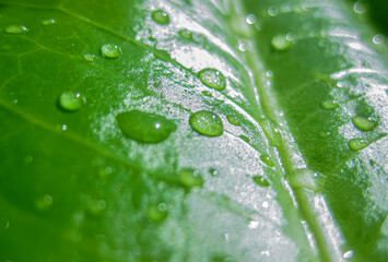 Close-up Drops of water on Green Leaf surface, close-up rain drop on banana leaf background.