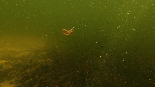 Underwater view of a worm-type artificial lure used for black bass fishing. The lure moves attractively while a fisherman stands in the distance on a bass boat.