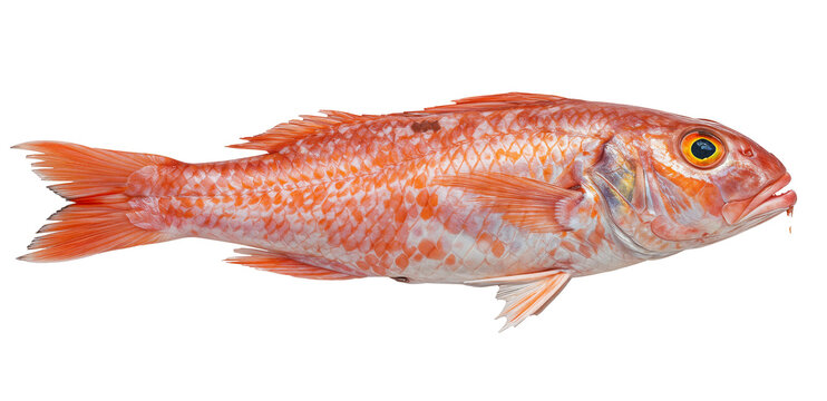 Striped Red Mullet (Mullus surmuletus) PNG, transparent background, red and white scales.
