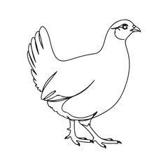 illustration of a chicken or hen. The illustration is a silhouette or outline drawing, with the key features of the bird clearly visible