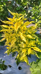 Chili plants infected with the Gemini virus cause the leaves to turn yellow