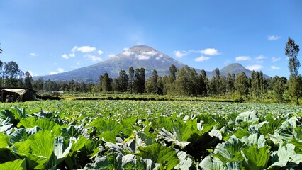 cabbage vegetable plant on pine wood background with blue sky